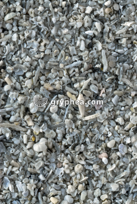 Sable coquiller - Plage du Dossen (Roscoff, Finistère) x4 - gryphea.org